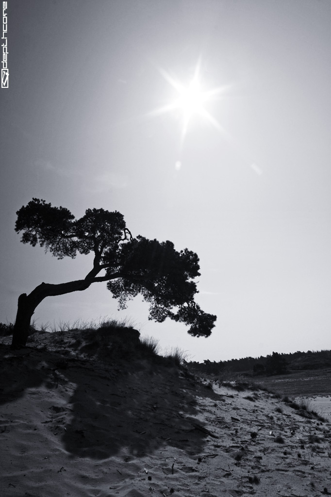 bonsai by Marjolein Banis + 