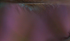 wing segments